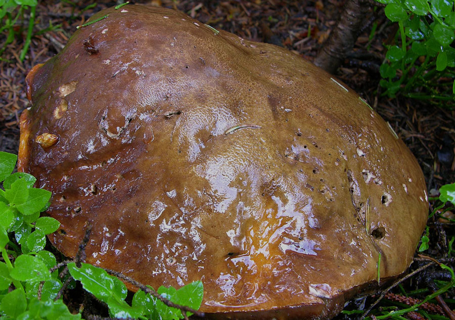 Pioggia per 2 giorni...i funghi arriveranno